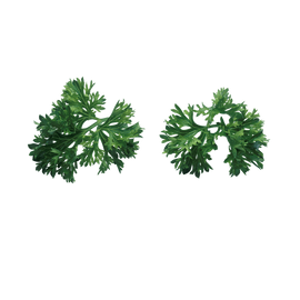 Parsley leaves